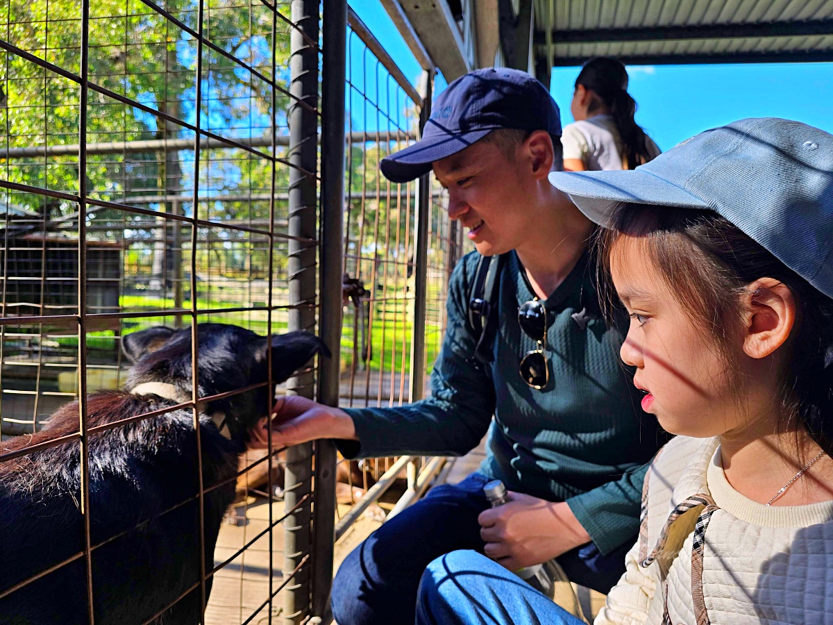 Caversham Wildlife Park 凱維森野生動物園｜珀斯近郊親子看袋鼠、無尾熊與農場秀