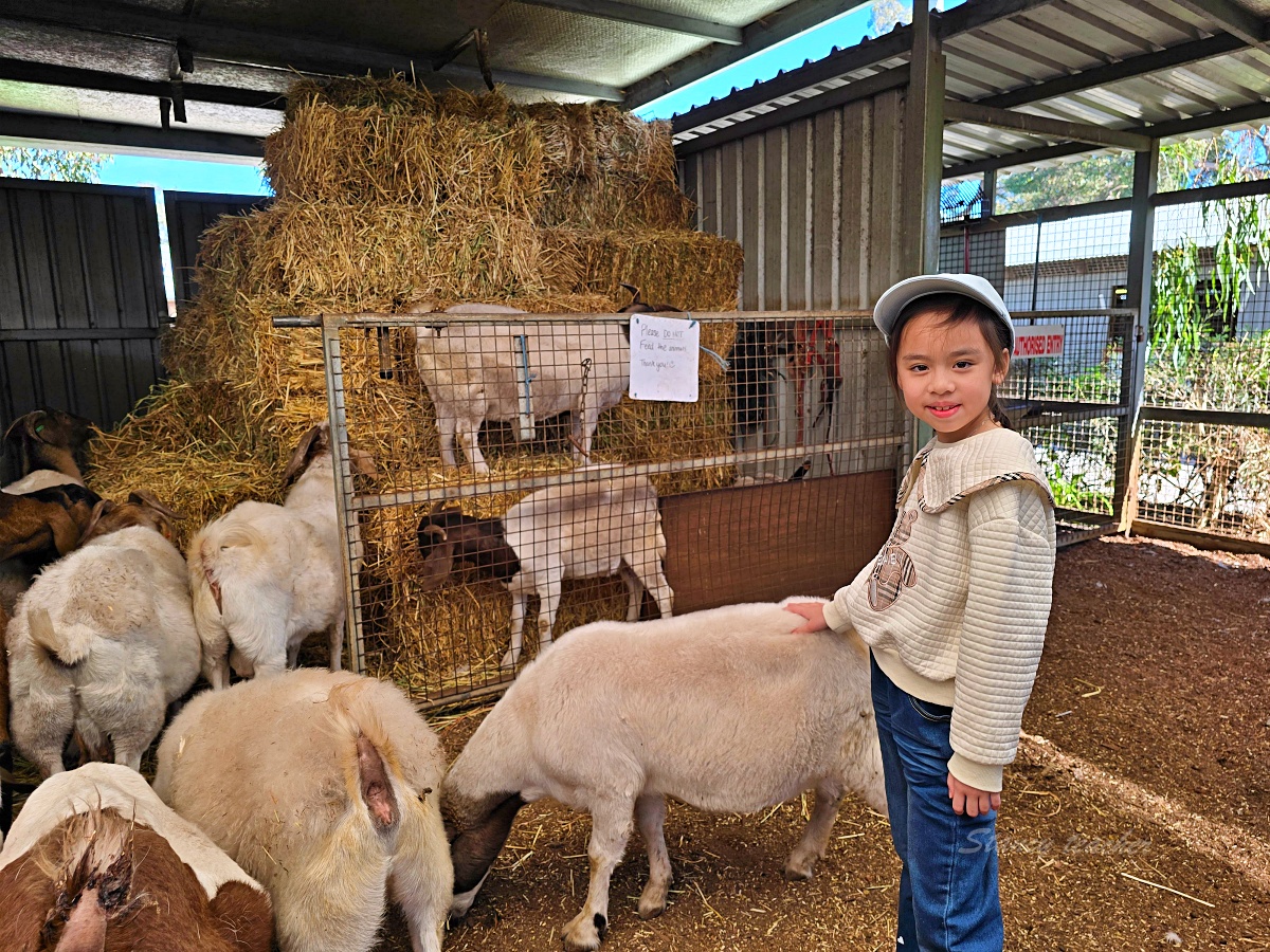 Caversham Wildlife Park 凱維森野生動物園｜珀斯近郊親子看袋鼠、無尾熊與農場秀