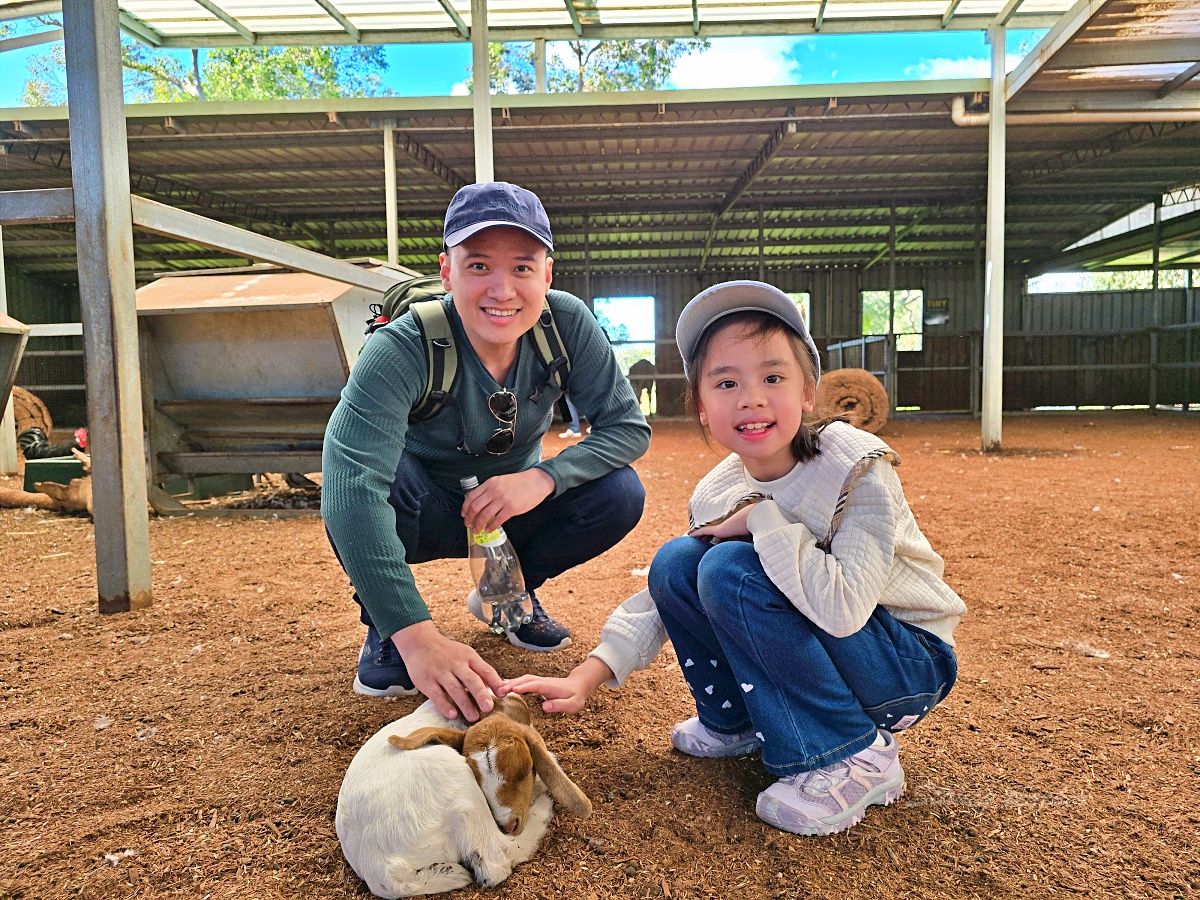 Caversham Wildlife Park 凱維森野生動物園｜珀斯近郊親子看袋鼠、無尾熊與農場秀