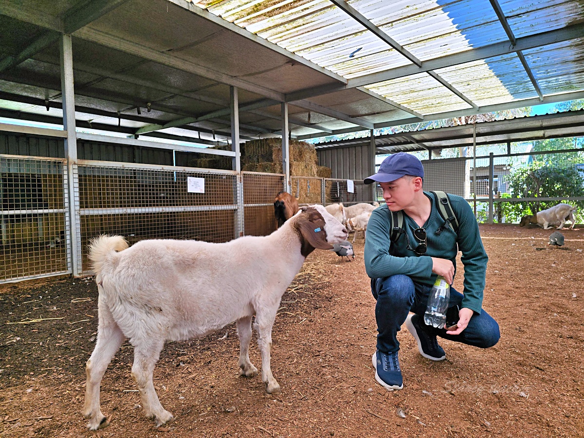 Caversham Wildlife Park 凱維森野生動物園｜珀斯近郊親子看袋鼠、無尾熊與農場秀