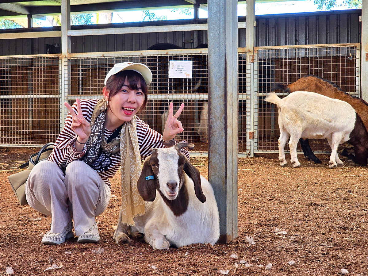 Caversham Wildlife Park 凱維森野生動物園｜珀斯近郊親子看袋鼠、無尾熊與農場秀