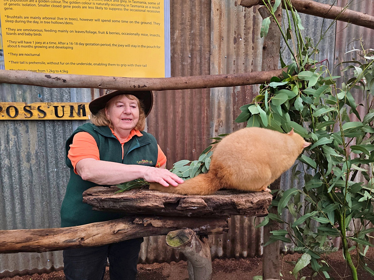 Caversham Wildlife Park 凱維森野生動物園｜珀斯近郊親子看袋鼠、無尾熊與農場秀