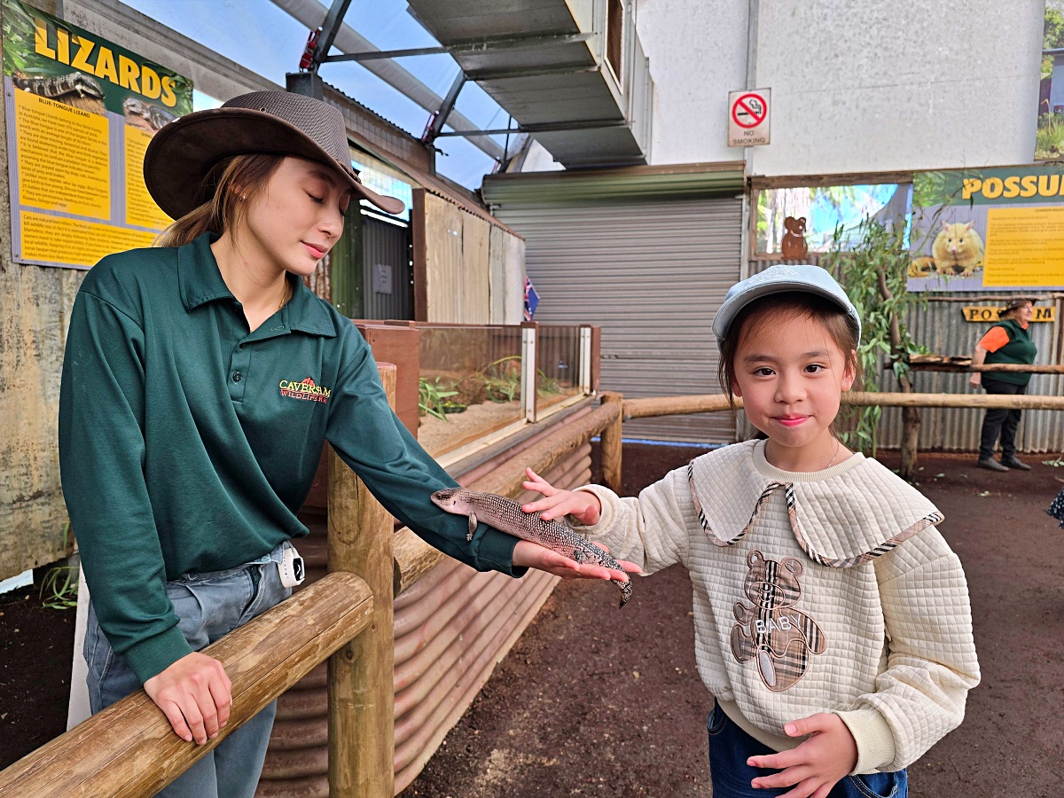 Caversham Wildlife Park 凱維森野生動物園｜珀斯近郊親子看袋鼠、無尾熊與農場秀