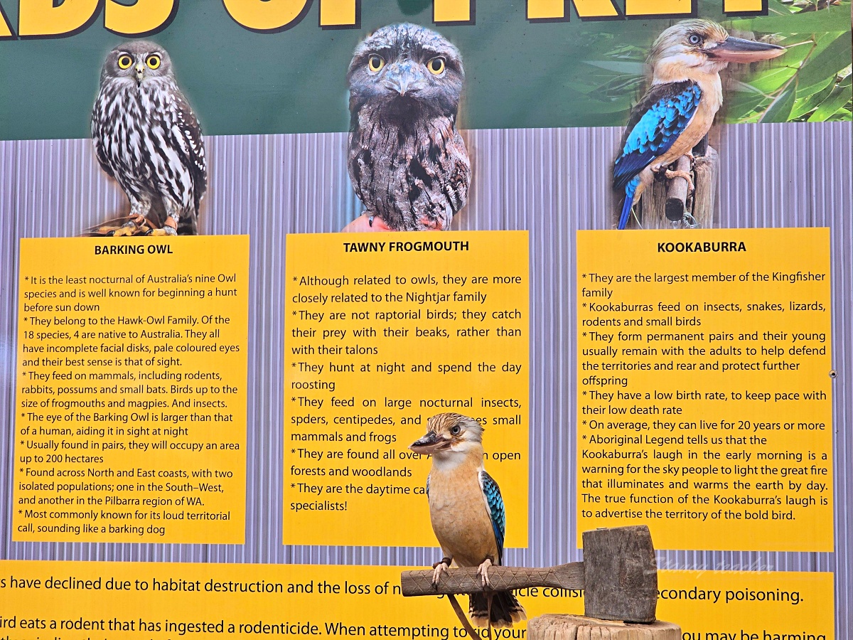 Caversham Wildlife Park 凱維森野生動物園｜珀斯近郊親子看袋鼠、無尾熊與農場秀