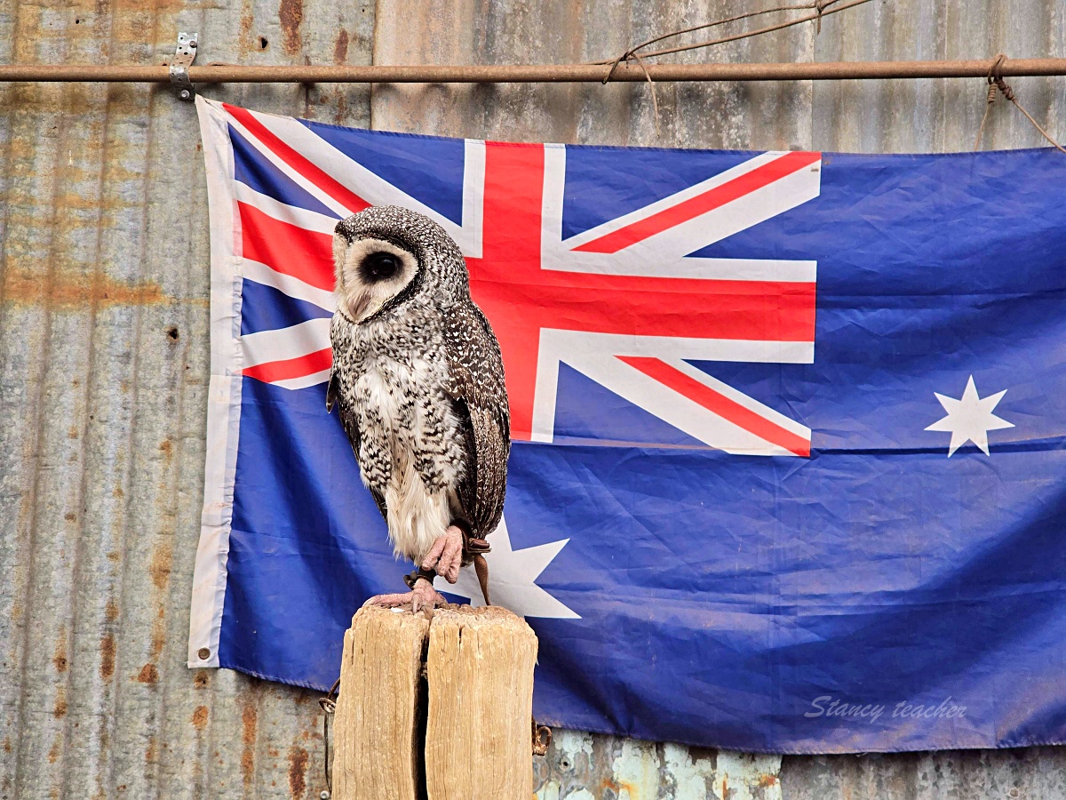 Caversham Wildlife Park 凱維森野生動物園｜珀斯近郊親子看袋鼠、無尾熊與農場秀