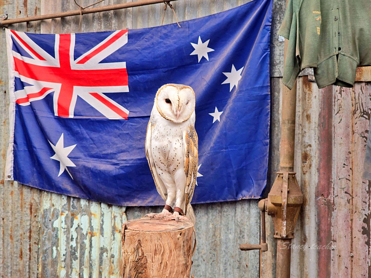 Caversham Wildlife Park 凱維森野生動物園｜珀斯近郊親子看袋鼠、無尾熊與農場秀