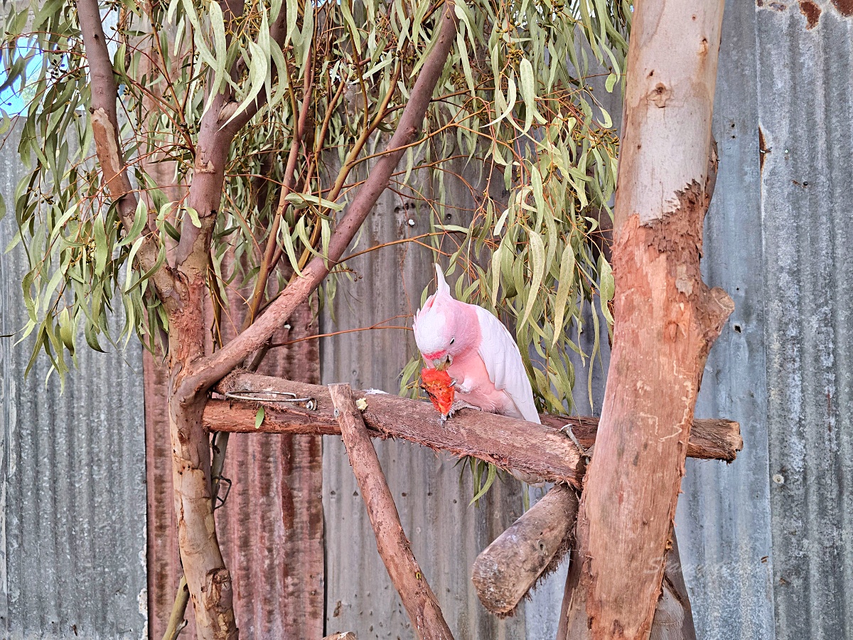 Caversham Wildlife Park 凱維森野生動物園｜珀斯近郊親子看袋鼠、無尾熊與農場秀