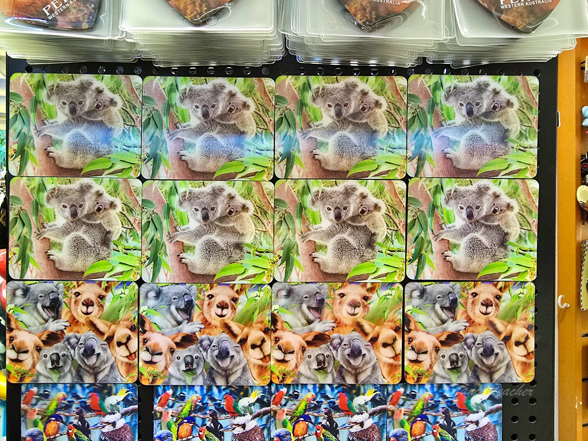 Caversham Wildlife Park 凱維森野生動物園｜珀斯近郊親子看袋鼠、無尾熊與農場秀