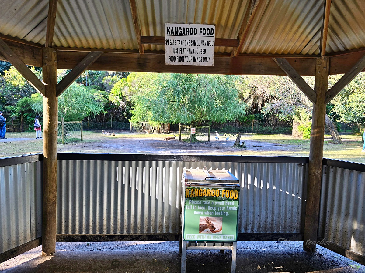 Caversham Wildlife Park 凱維森野生動物園｜珀斯近郊親子看袋鼠、無尾熊與農場秀