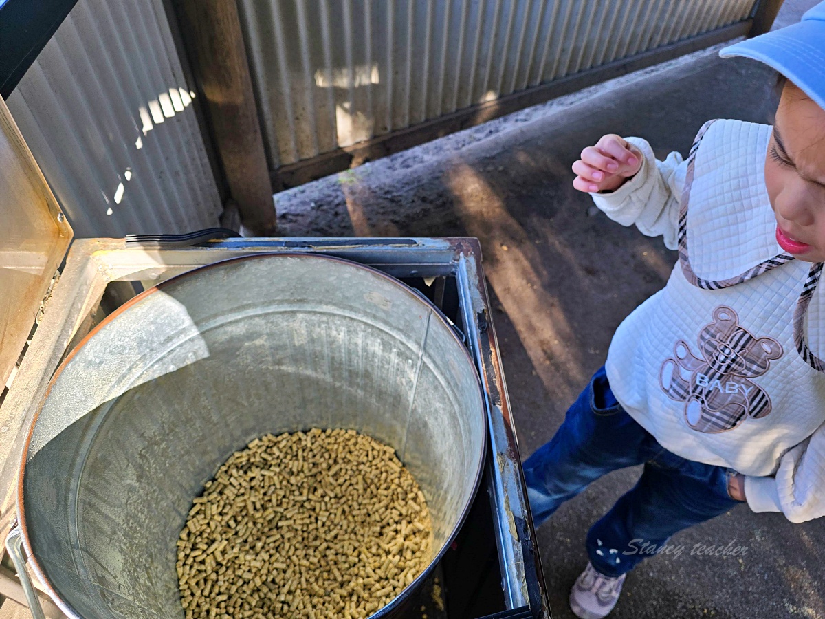 Caversham Wildlife Park 凱維森野生動物園｜珀斯近郊親子看袋鼠、無尾熊與農場秀