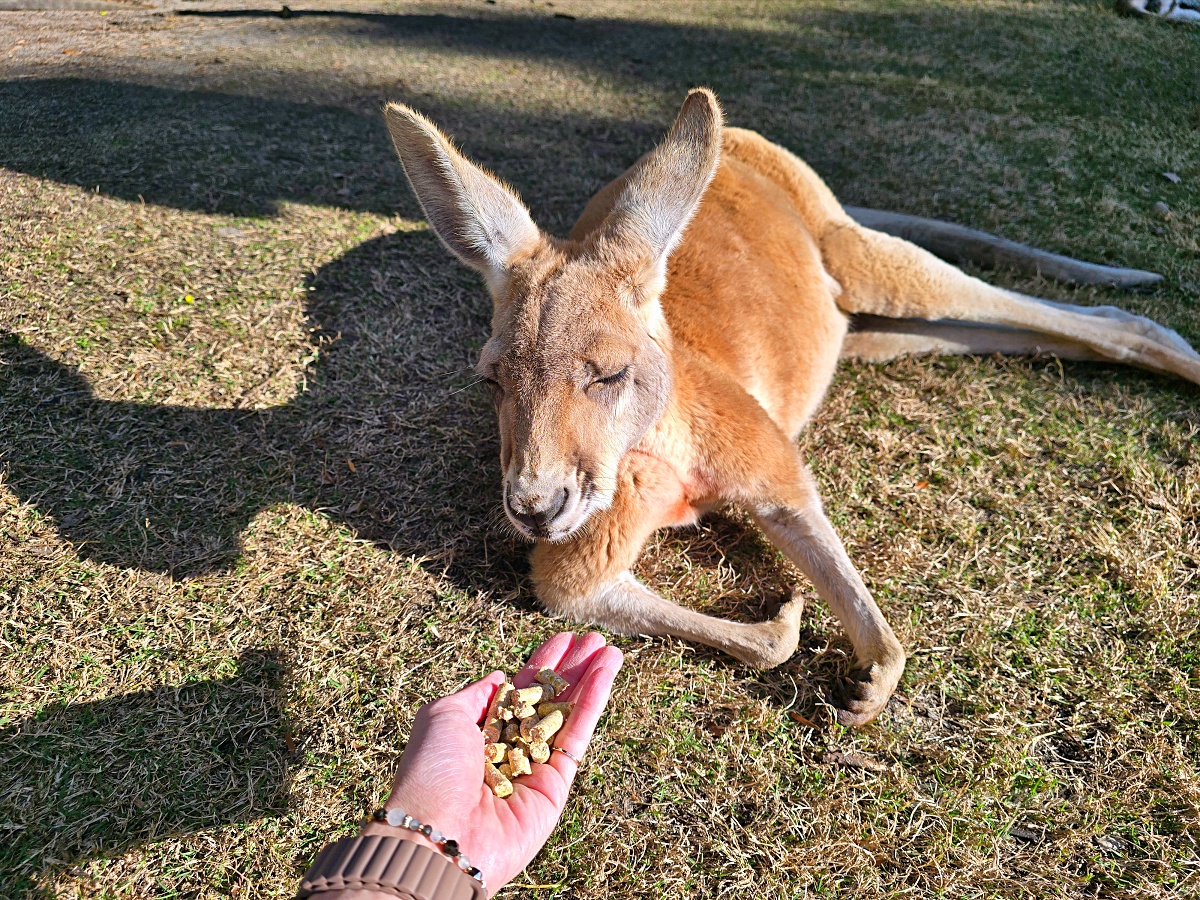 Caversham Wildlife Park 凱維森野生動物園｜珀斯近郊親子看袋鼠、無尾熊與農場秀