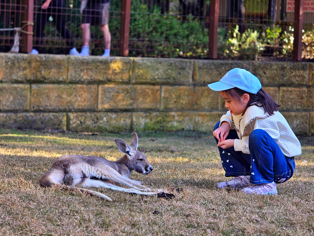 Caversham Wildlife Park 凱維森野生動物園｜珀斯近郊親子看袋鼠、無尾熊與農場秀