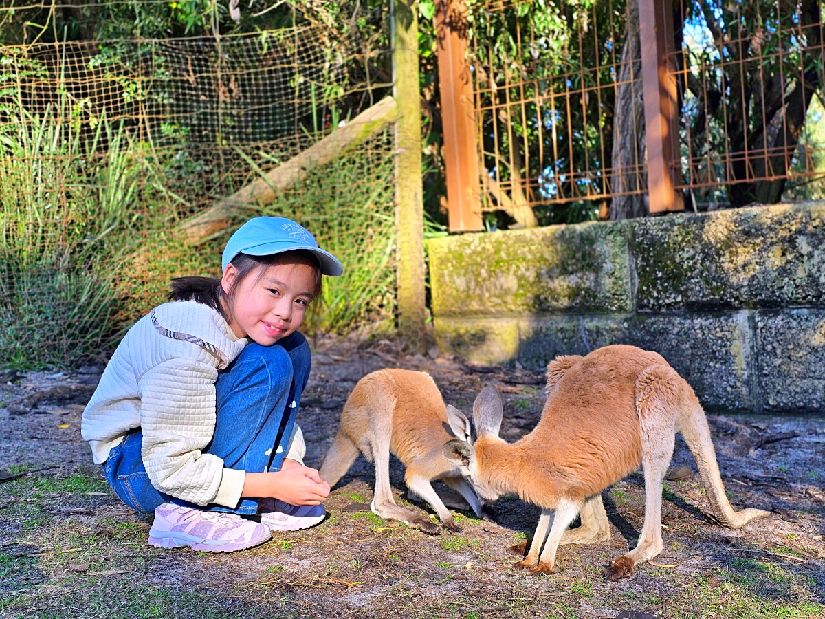 Caversham Wildlife Park 凱維森野生動物園適合親子看袋鼠與農場秀