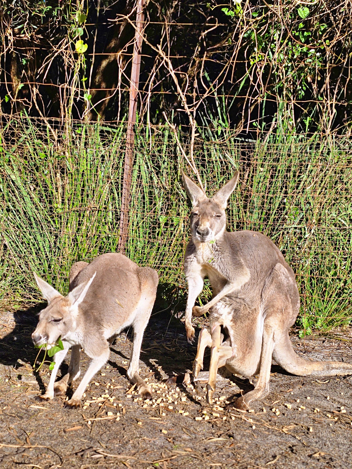 Caversham Wildlife Park 凱維森野生動物園｜珀斯近郊親子看袋鼠、無尾熊與農場秀