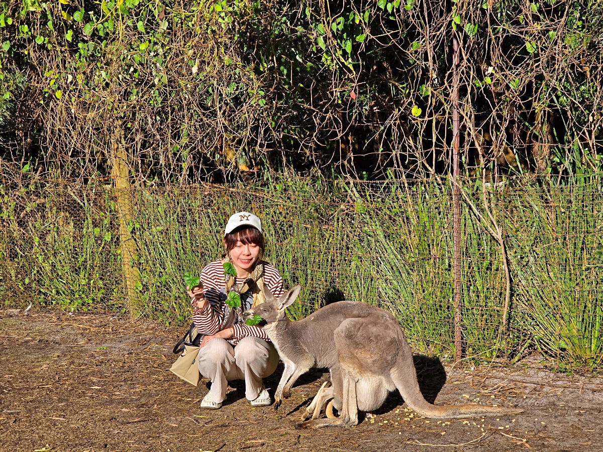 Caversham Wildlife Park 凱維森野生動物園｜珀斯近郊親子看袋鼠、無尾熊與農場秀