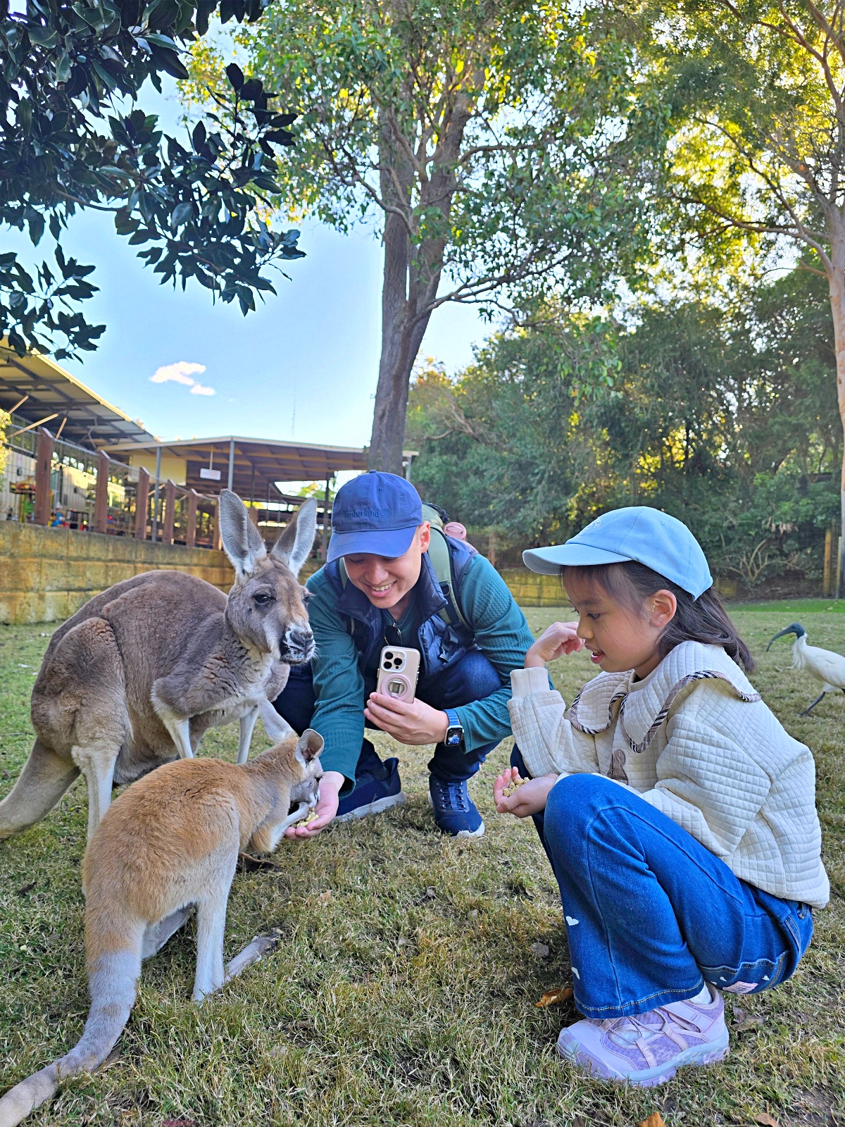 Caversham Wildlife Park 凱維森野生動物園｜珀斯近郊親子看袋鼠、無尾熊與農場秀