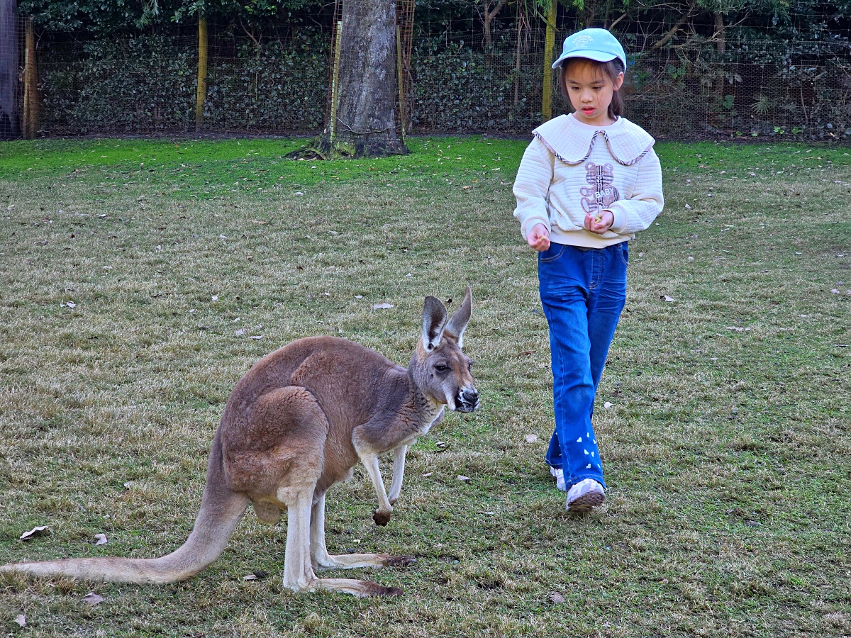 Caversham Wildlife Park 凱維森野生動物園｜珀斯近郊親子看袋鼠、無尾熊與農場秀