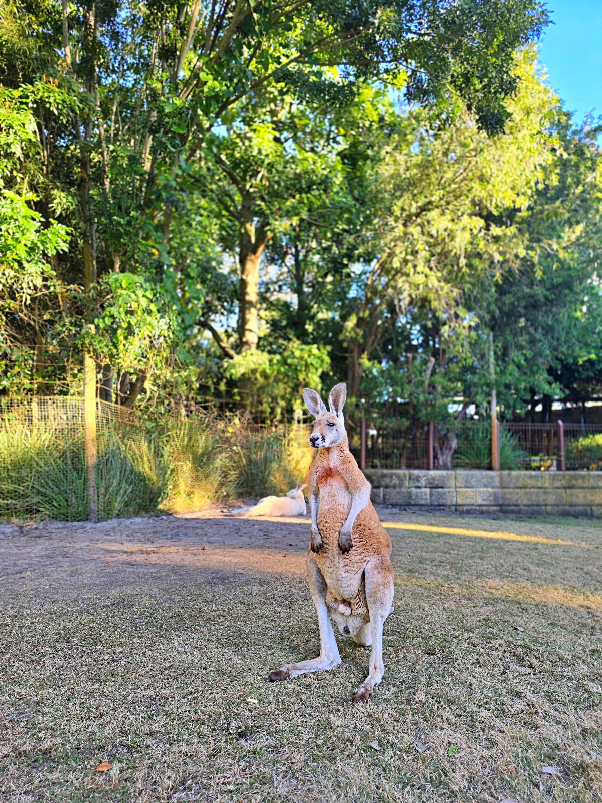 Caversham Wildlife Park 凱維森野生動物園｜珀斯近郊親子看袋鼠、無尾熊與農場秀