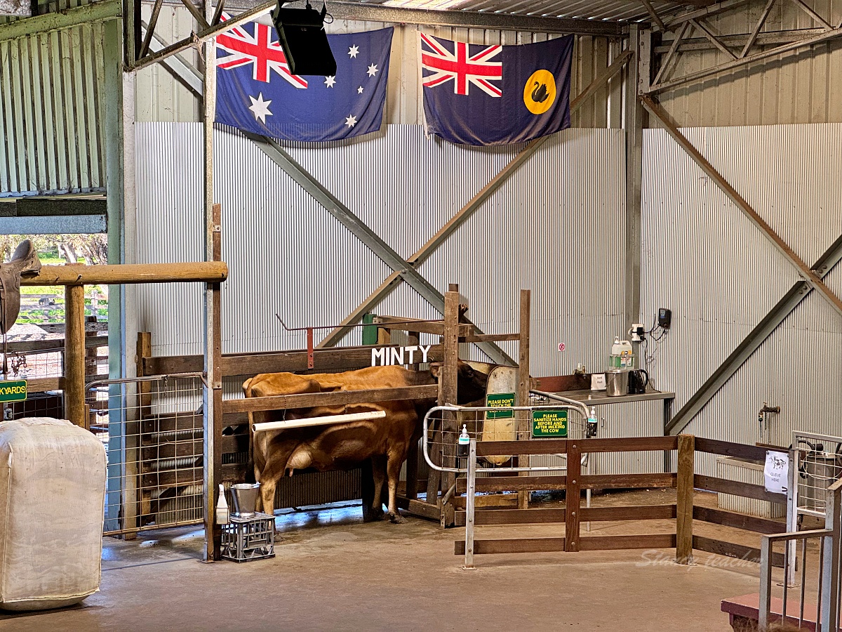 Caversham Wildlife Park 凱維森野生動物園｜珀斯近郊親子看袋鼠、無尾熊與農場秀
