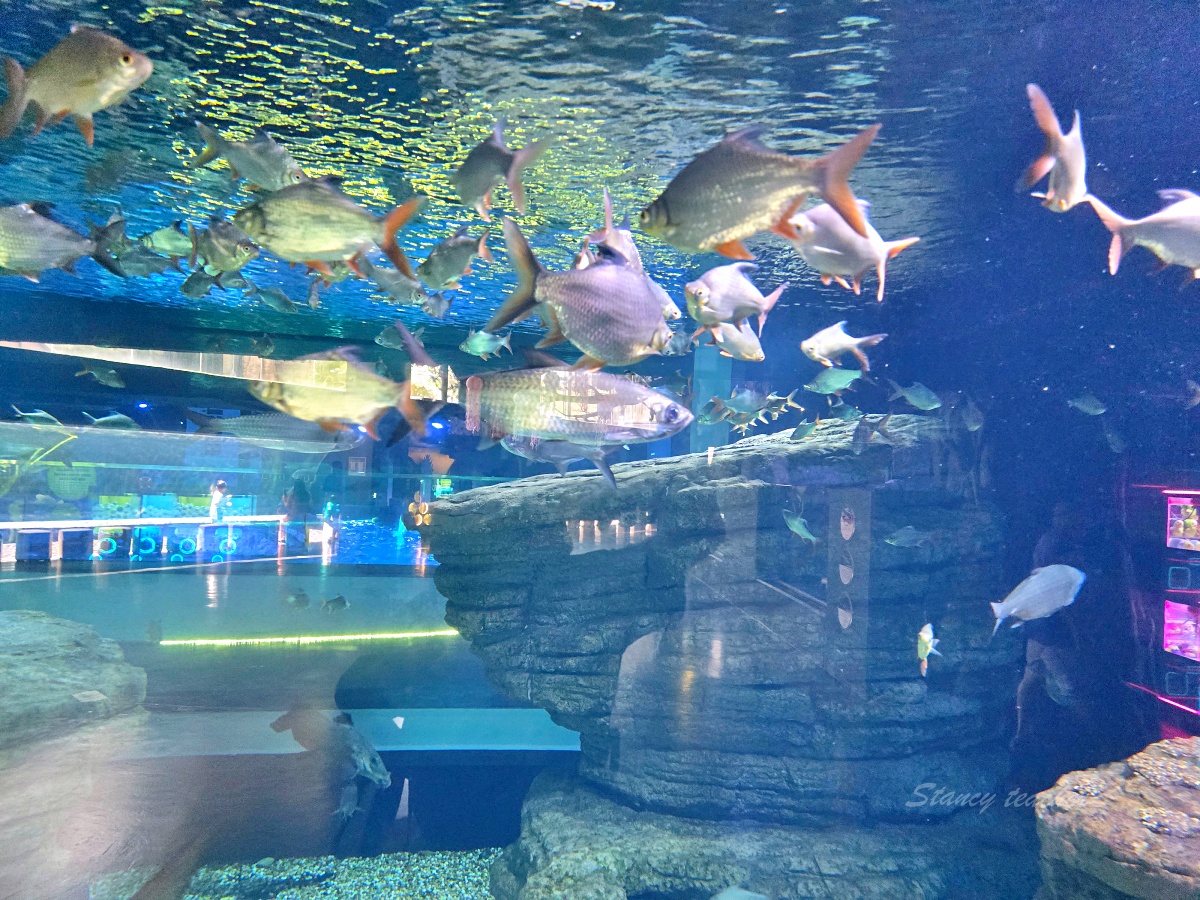 普吉島親子景點推薦「普吉島水族館Aquaria Phuket 」門票價格、交通方式、展區亮點一次看!普吉島雨天備案景點 普吉島親子景點推薦「普吉島水族館Aquaria Phuket 」門票價格、交通方式、展區亮點一次看!普吉島雨天備案景點