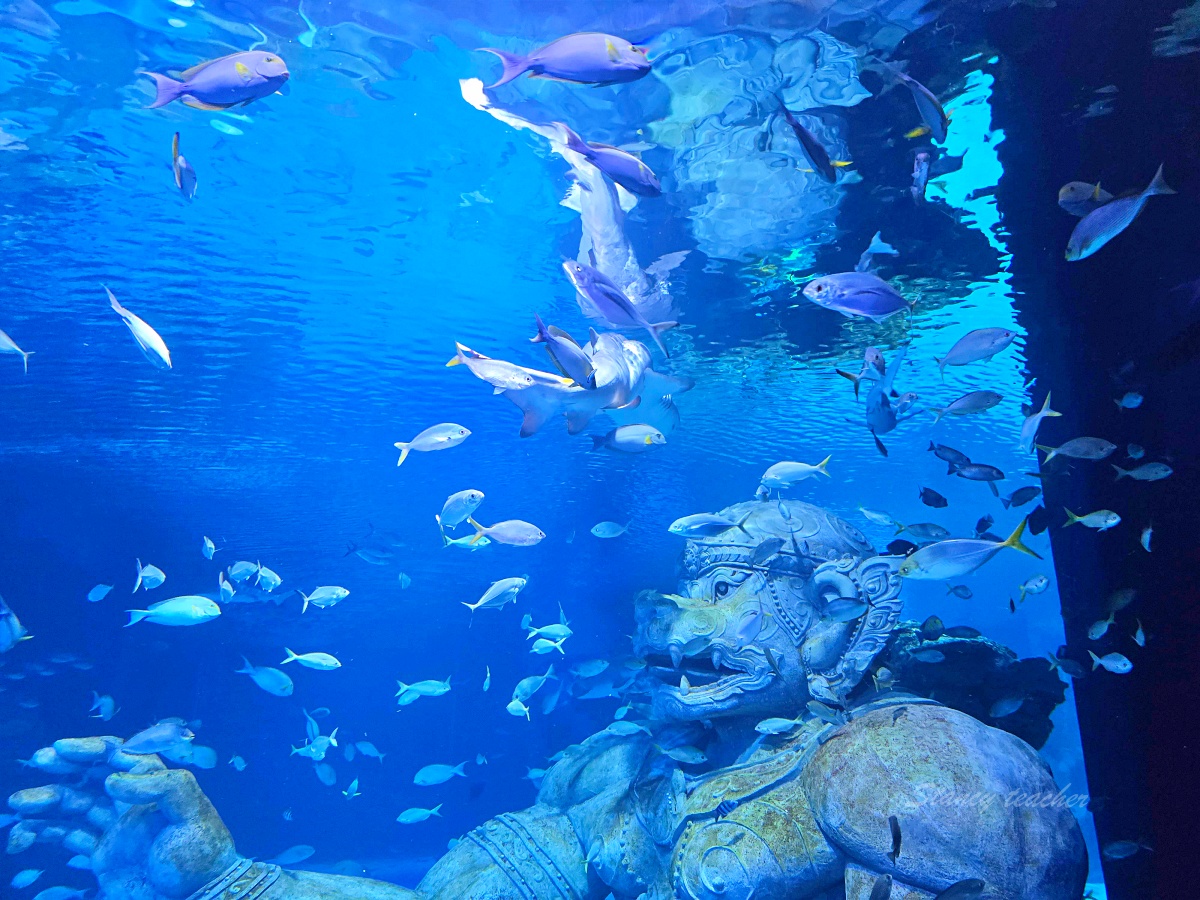 普吉島親子景點推薦「普吉島水族館Aquaria Phuket 」門票價格、交通方式、展區亮點一次看!普吉島雨天備案景點 普吉島親子景點推薦「普吉島水族館Aquaria Phuket 」門票價格、交通方式、展區亮點一次看!普吉島雨天備案景點