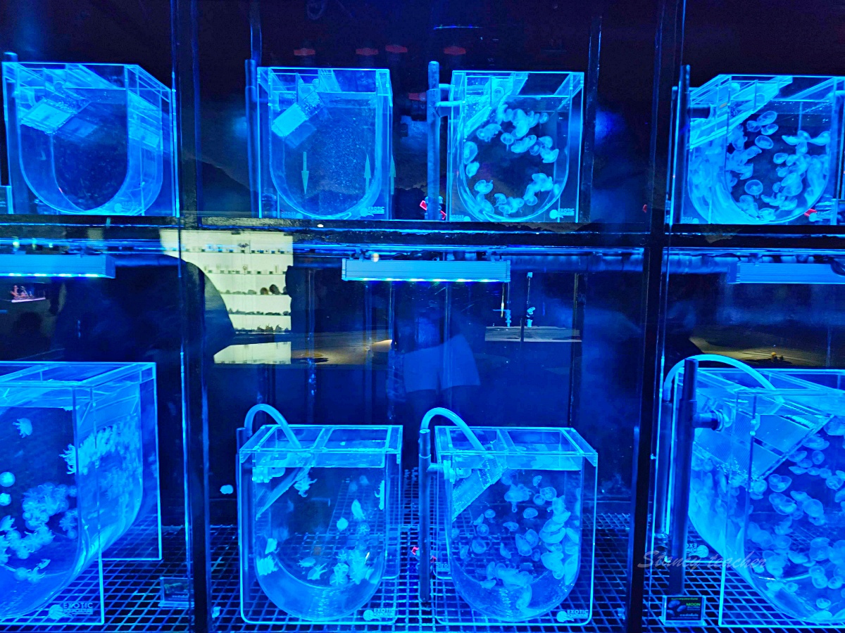 普吉島親子景點推薦「普吉島水族館Aquaria Phuket 」門票價格、交通方式、展區亮點一次看！普吉島雨天備案景點