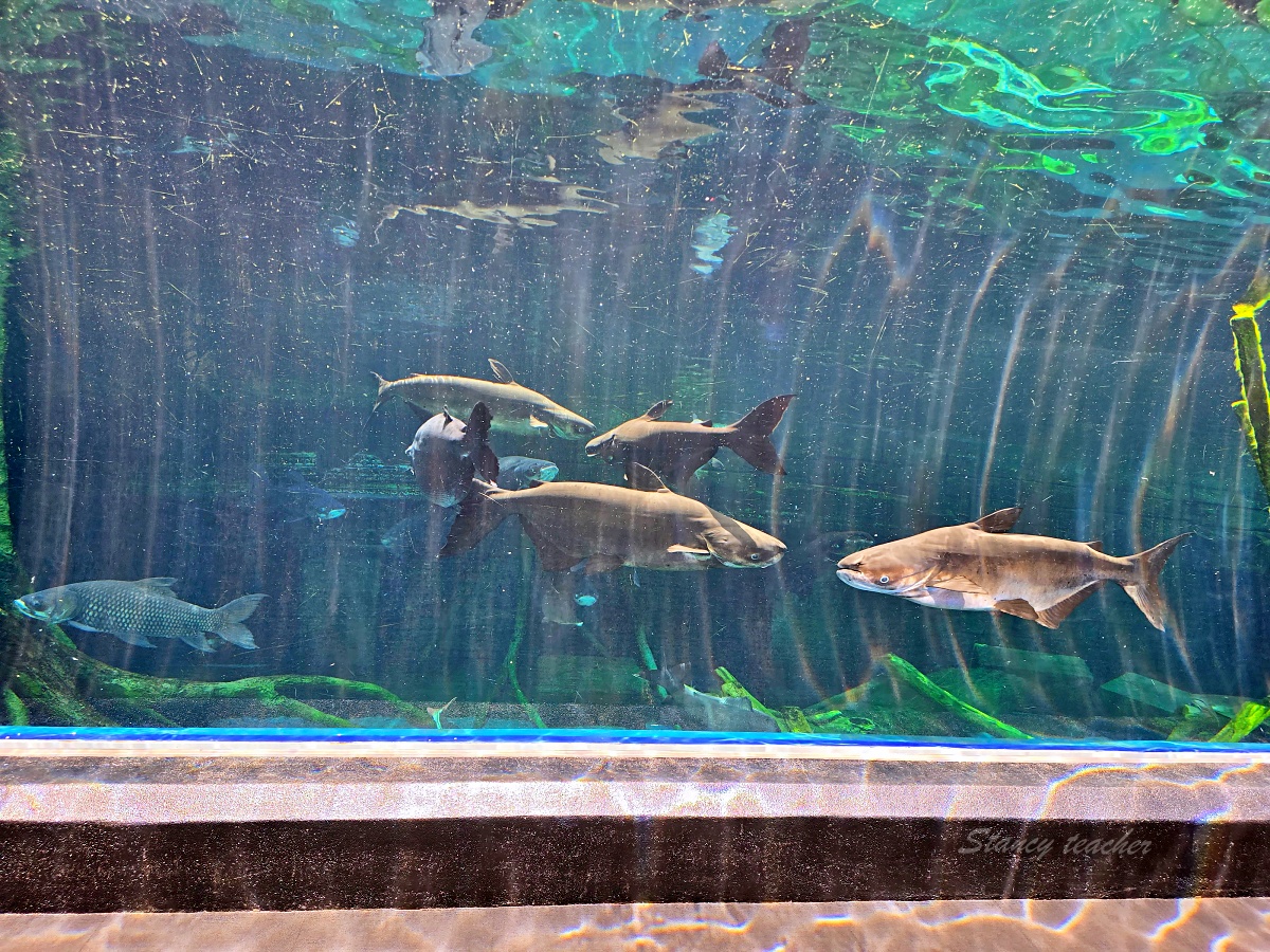 普吉島親子景點推薦「普吉島水族館Aquaria Phuket 」門票價格、交通方式、展區亮點一次看!普吉島雨天備案景點 普吉島親子景點推薦「普吉島水族館Aquaria Phuket 」門票價格、交通方式、展區亮點一次看!普吉島雨天備案景點