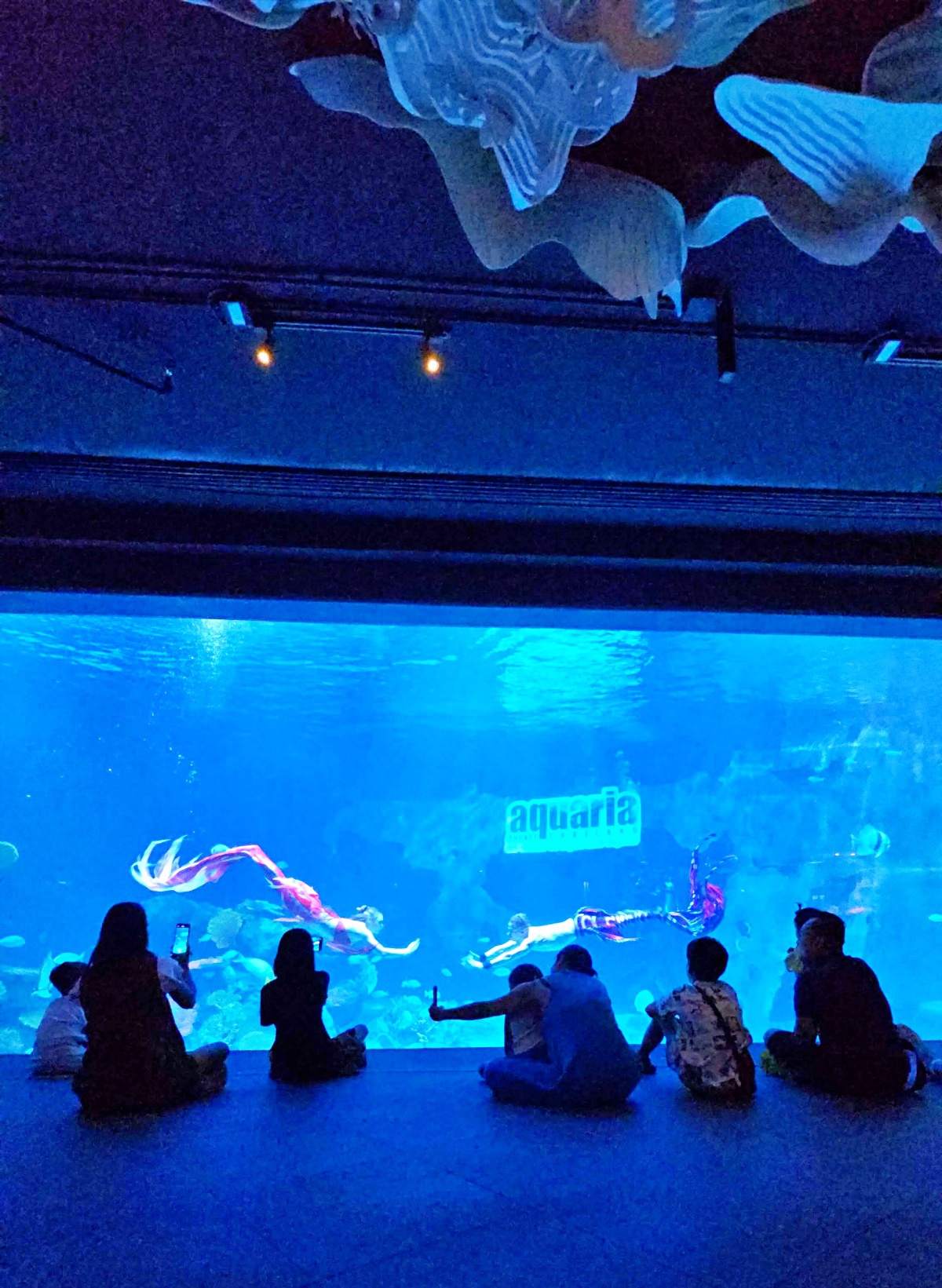 普吉島親子景點推薦「普吉島水族館Aquaria Phuket 」門票價格、交通方式、展區亮點一次看!普吉島雨天備案景點 普吉島親子景點推薦「普吉島水族館Aquaria Phuket 」門票價格、交通方式、展區亮點一次看!普吉島雨天備案景點