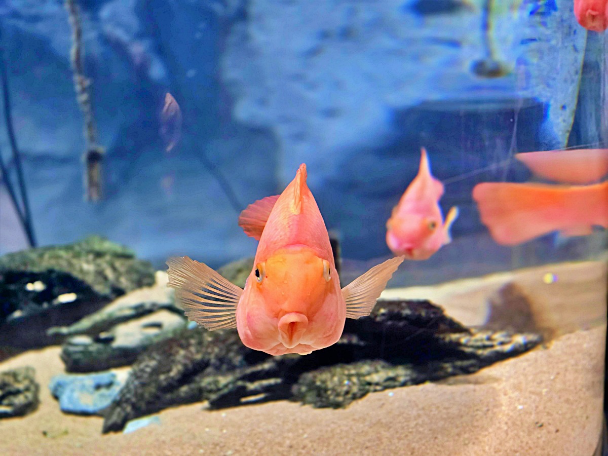 【沖繩最新開幕水族館】DMM Kariyushi 水族館攻略|親子自由行必玩景點 【沖繩最新開幕水族館】DMM Kariyushi 水族館攻略|親子自由行必玩景點