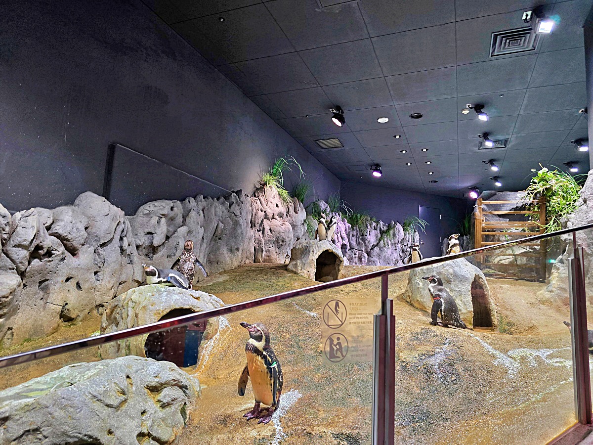 【沖繩最新開幕水族館】DMM Kariyushi 水族館攻略｜親子自由行必玩景點