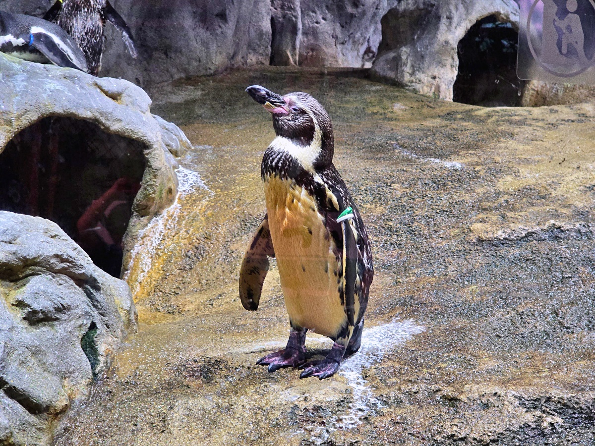 【沖繩最新開幕水族館】DMM Kariyushi 水族館攻略|親子自由行必玩景點 【沖繩最新開幕水族館】DMM Kariyushi 水族館攻略|親子自由行必玩景點