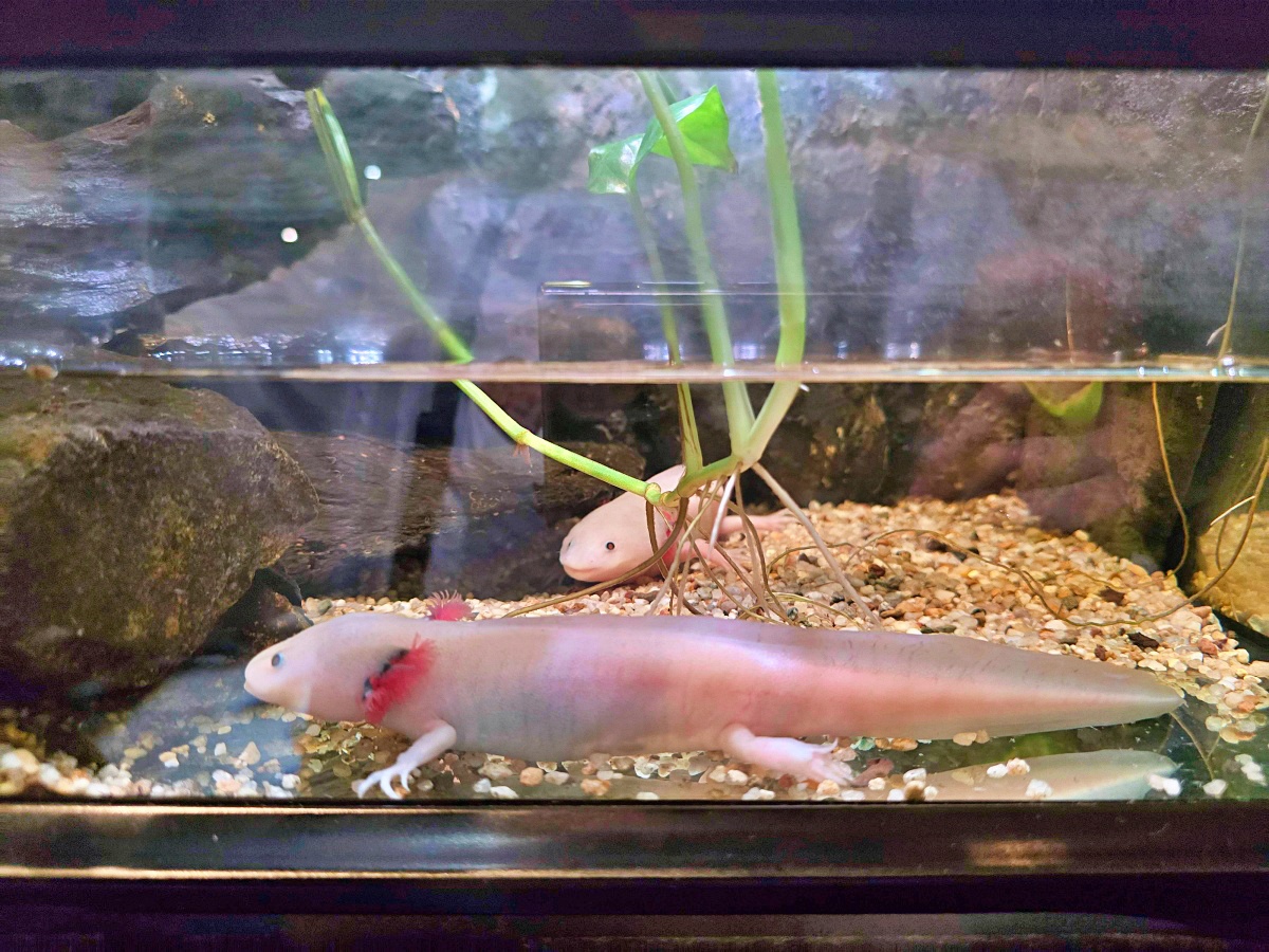 【沖繩最新開幕水族館】DMM Kariyushi 水族館攻略|親子自由行必玩景點 【沖繩最新開幕水族館】DMM Kariyushi 水族館攻略|親子自由行必玩景點
