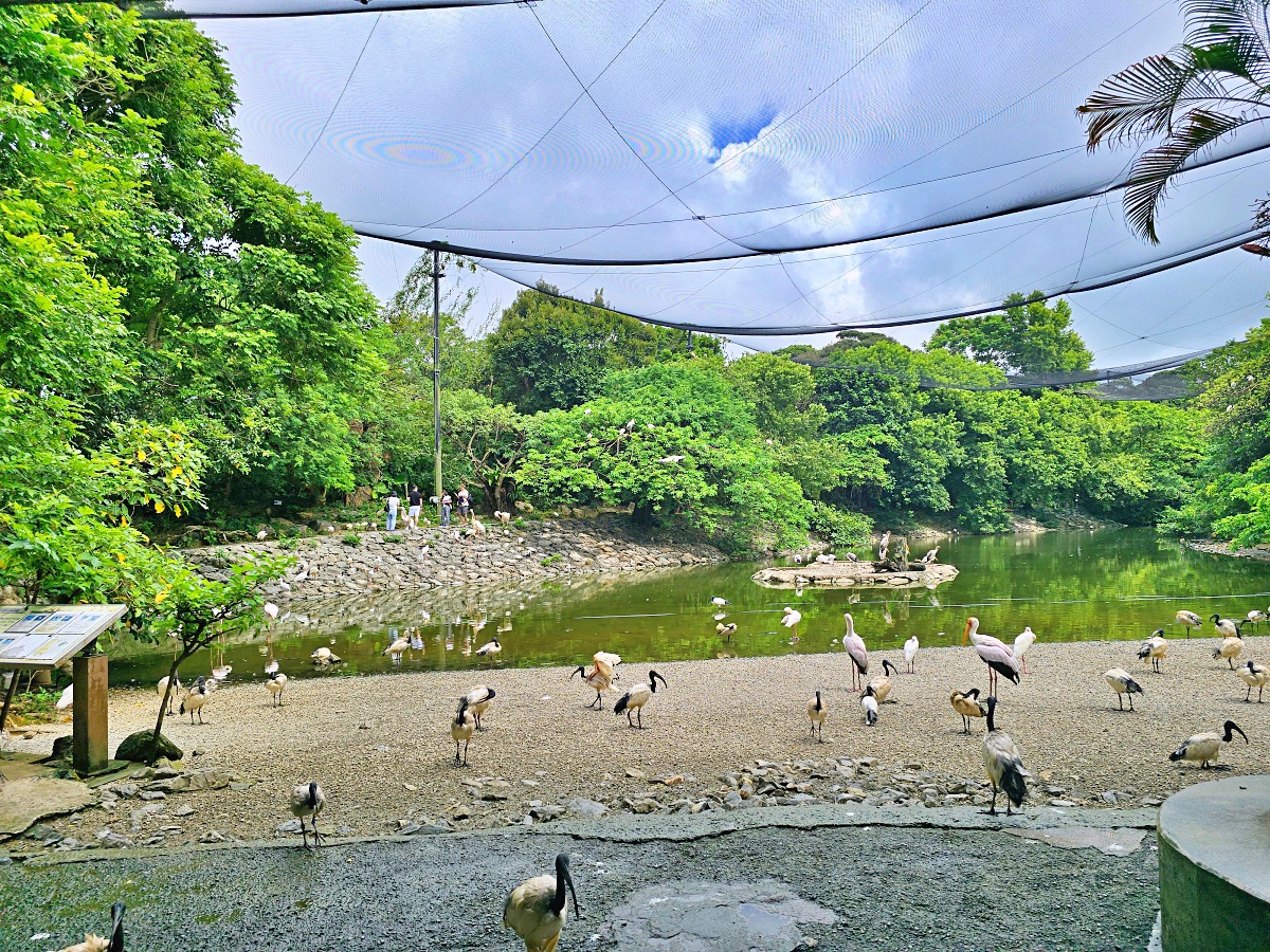 沖繩親子景點推薦|名護自然動植物公園&小火車體驗優惠票價哪裡買? 沖繩親子景點推薦|名護自然動植物公園&小火車體驗優惠票價哪裡買?