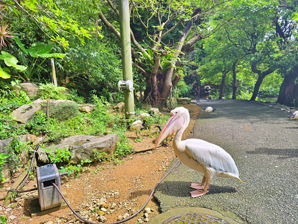 沖繩親子景點推薦|名護自然動植物公園&小火車體驗優惠票價哪裡買? 沖繩親子景點推薦|名護自然動植物公園&小火車體驗優惠票價哪裡買?