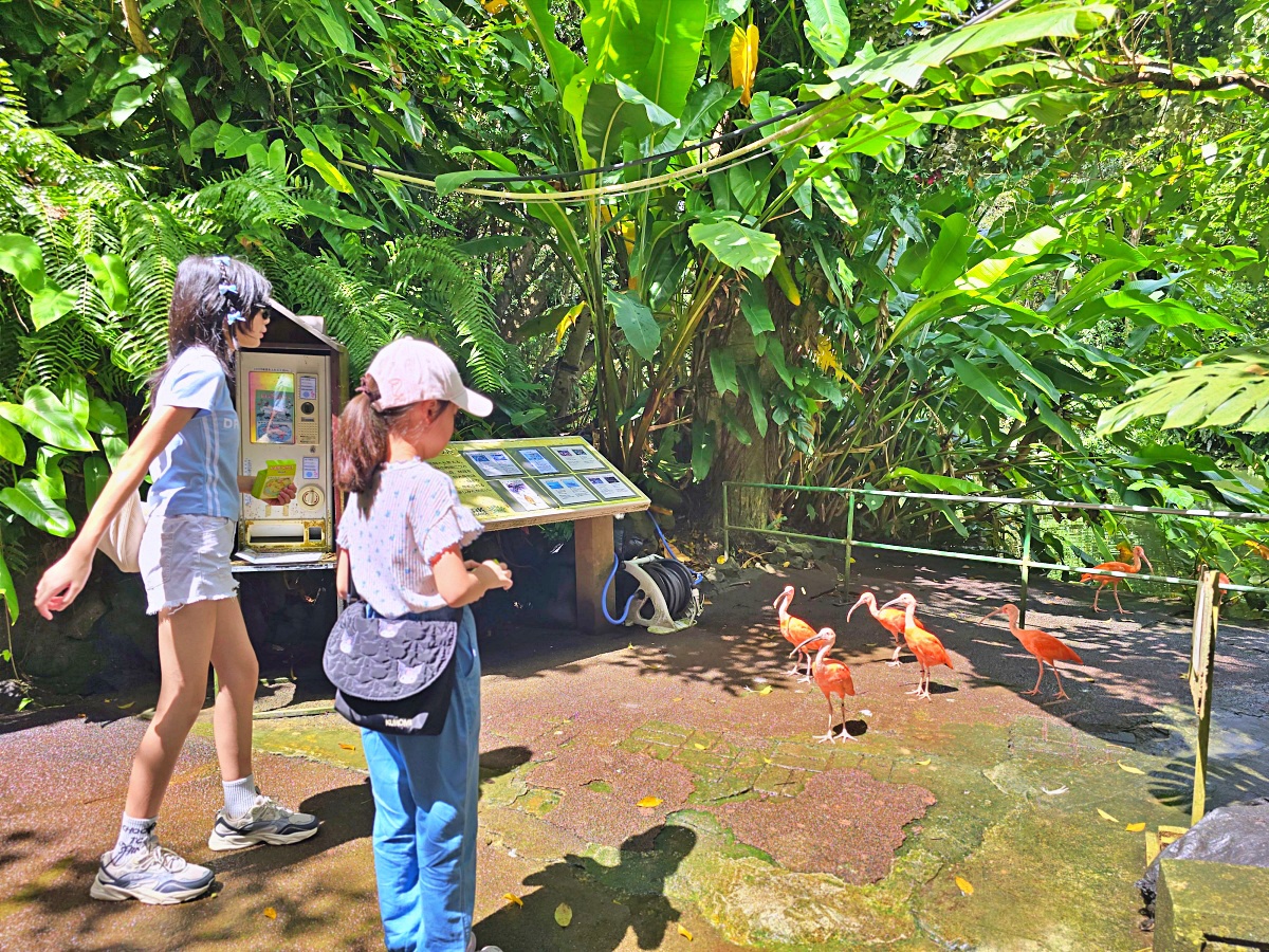 沖繩親子景點推薦｜名護自然動植物公園＆小火車體驗優惠票價哪裡買？