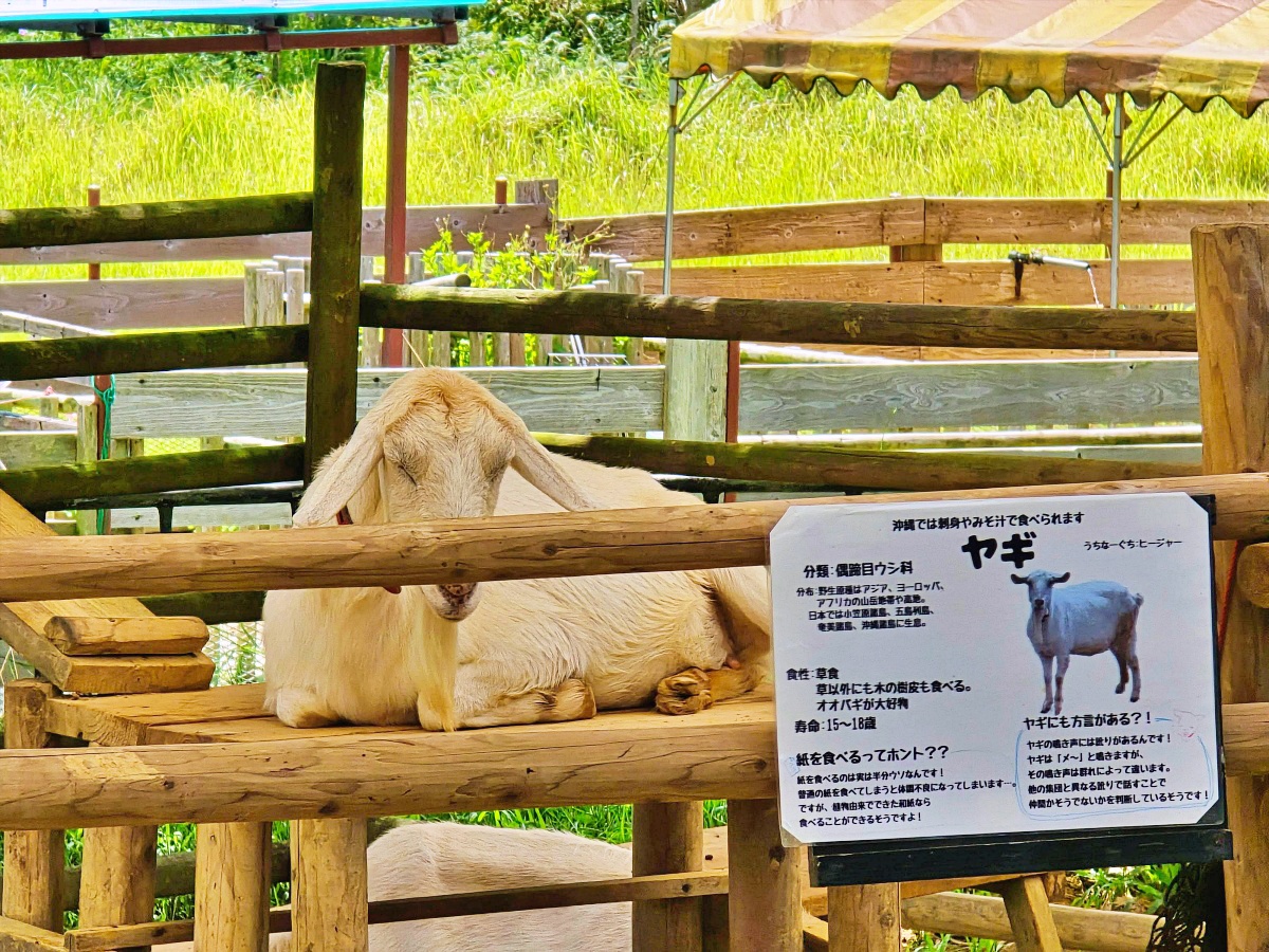 沖繩親子景點推薦｜名護自然動植物公園＆小火車體驗優惠票價哪裡買？