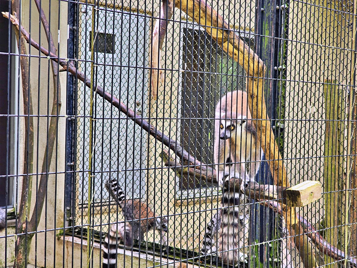 沖繩親子景點推薦｜名護自然動植物公園＆小火車體驗優惠票價哪裡買？
