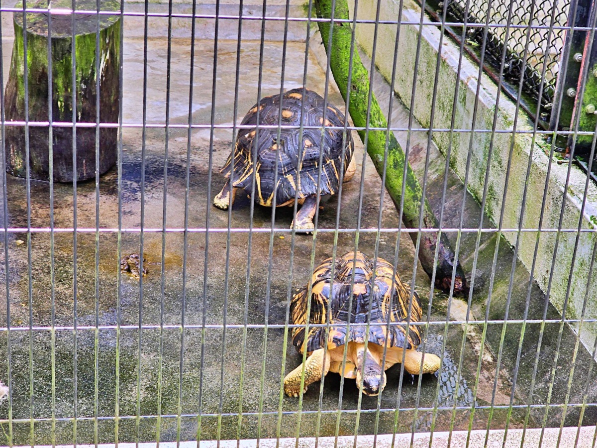 沖繩親子景點推薦|名護自然動植物公園&小火車體驗優惠票價哪裡買? 沖繩親子景點推薦|名護自然動植物公園&小火車體驗優惠票價哪裡買?