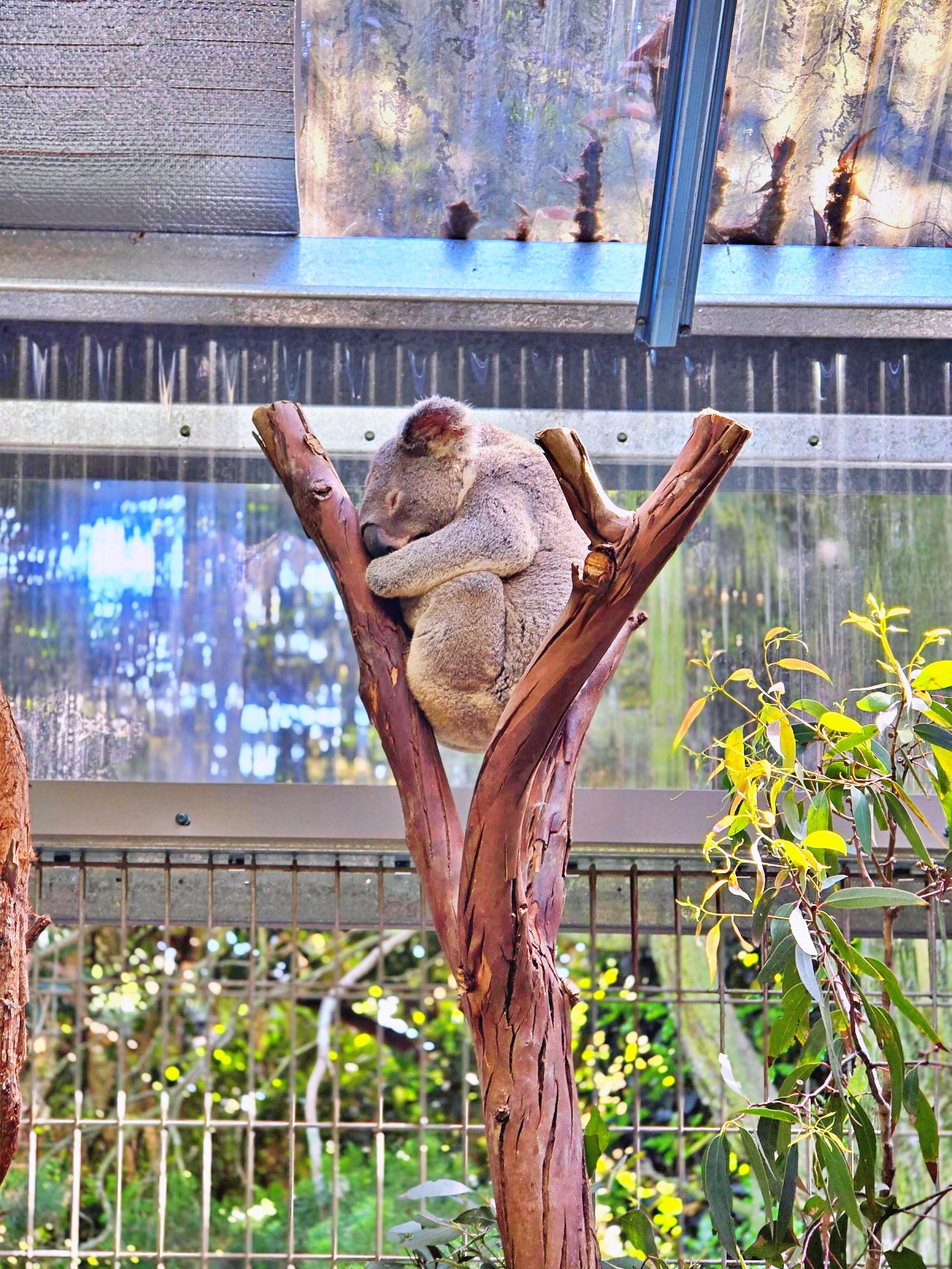 雪梨動物園攻略｜Koala Park近距離與無尾熊合照、餵袋鼠超療癒！雪梨親子景點推薦