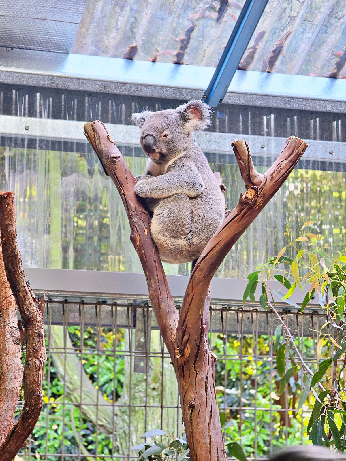 雪梨動物園攻略｜Koala Park近距離與無尾熊合照、餵袋鼠超療癒！雪梨親子景點推薦
