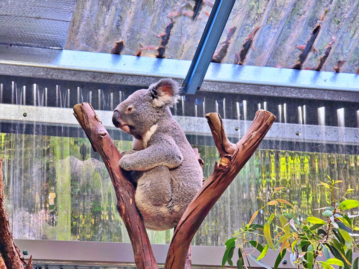 雪梨動物園攻略｜Koala Park近距離與無尾熊合照、餵袋鼠超療癒！雪梨親子景點推薦