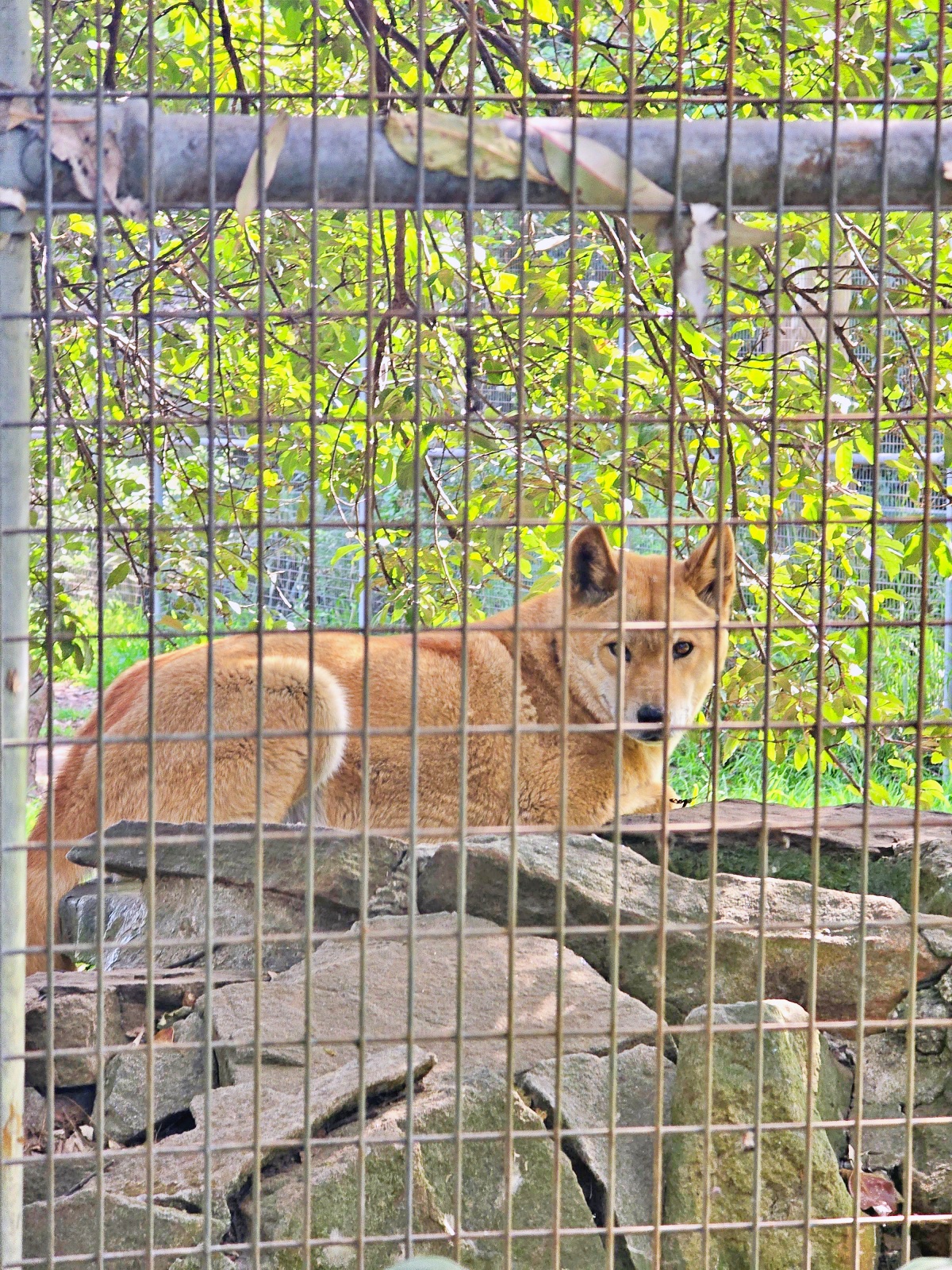 雪梨動物園攻略｜Koala Park近距離與無尾熊合照、餵袋鼠超療癒！雪梨親子景點推薦