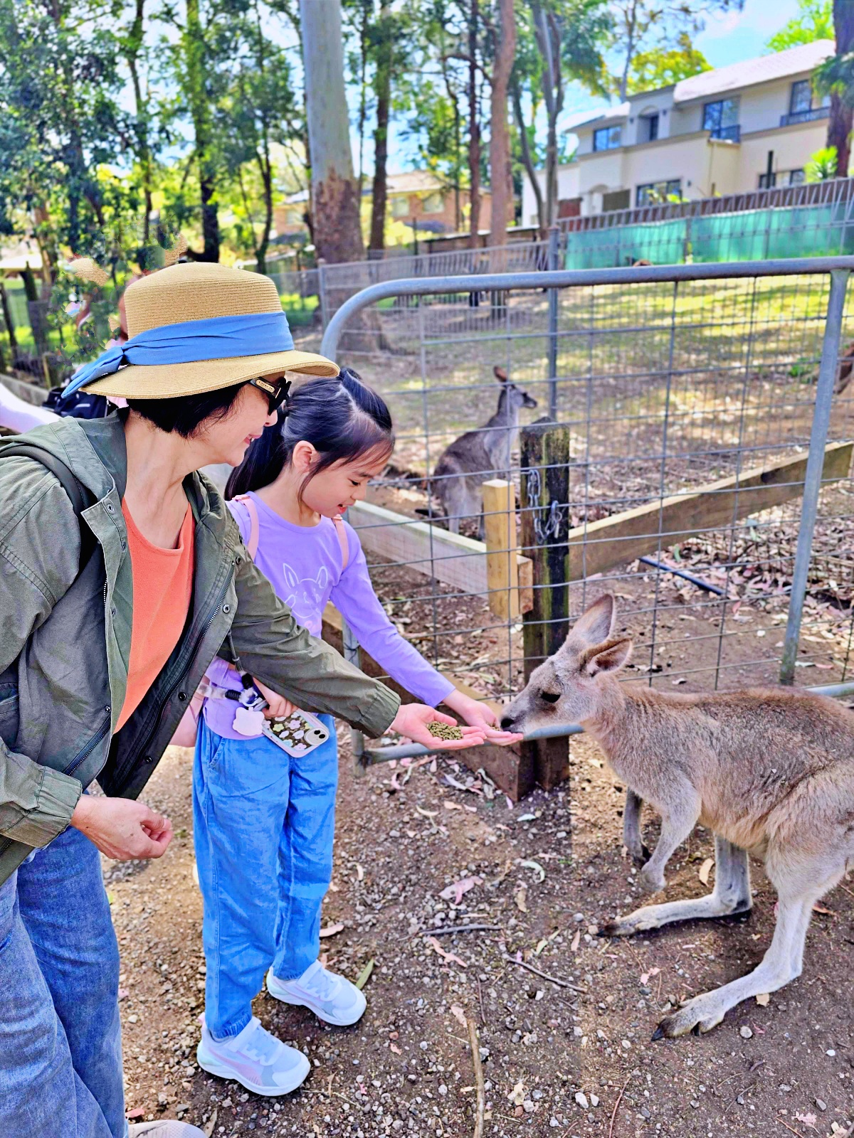 雪梨動物園攻略｜Koala Park近距離與無尾熊合照、餵袋鼠超療癒！雪梨親子景點推薦