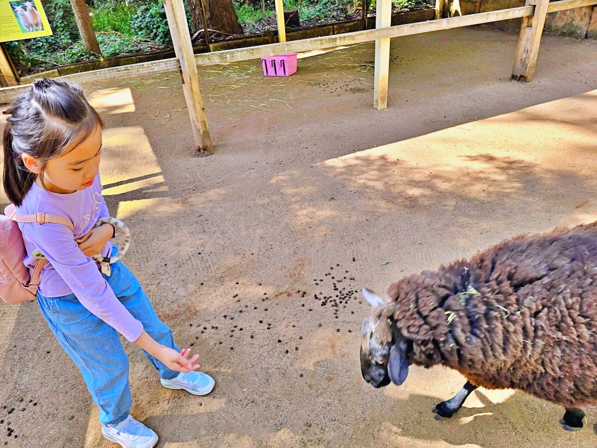 雪梨動物園攻略|Koala Park近距離與無尾熊合照、餵袋鼠超療癒!雪梨親子景點推薦 雪梨動物園攻略|Koala Park近距離與無尾熊合照、餵袋鼠超療癒!雪梨親子景點推薦