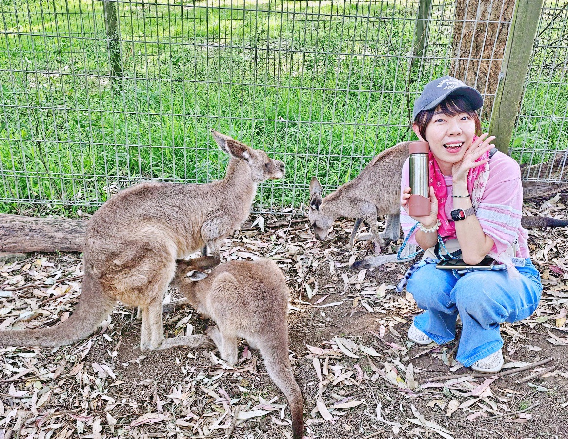 雪梨動物園攻略｜Koala Park近距離與無尾熊合照、餵袋鼠超療癒！雪梨親子景點推薦
