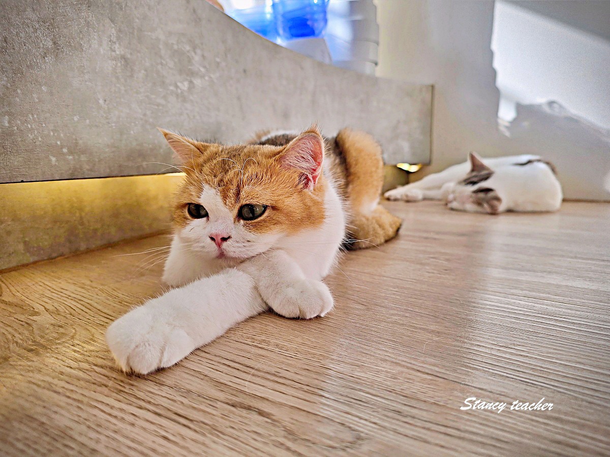 【清邁尼曼咖啡廳推薦】Mali Cat Café & Bar｜超過 80 隻親人貓陪你喝飲料！貓奴必訪的療癒系貓咪咖啡館