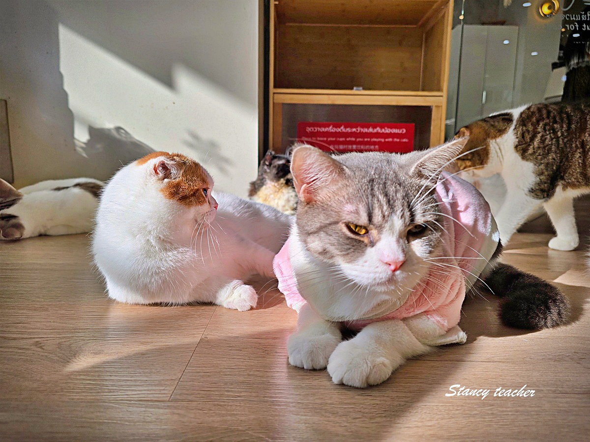 【清邁尼曼咖啡廳推薦】Mali Cat Café & Bar｜超過 80 隻親人貓陪你喝飲料！貓奴必訪的療癒系貓咪咖啡館