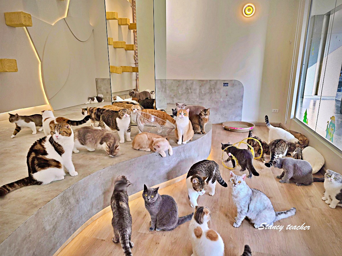 【清邁尼曼咖啡廳推薦】Mali Cat Café & Bar｜超過 80 隻親人貓陪你喝飲料！貓奴必訪的療癒系貓咪咖啡館
