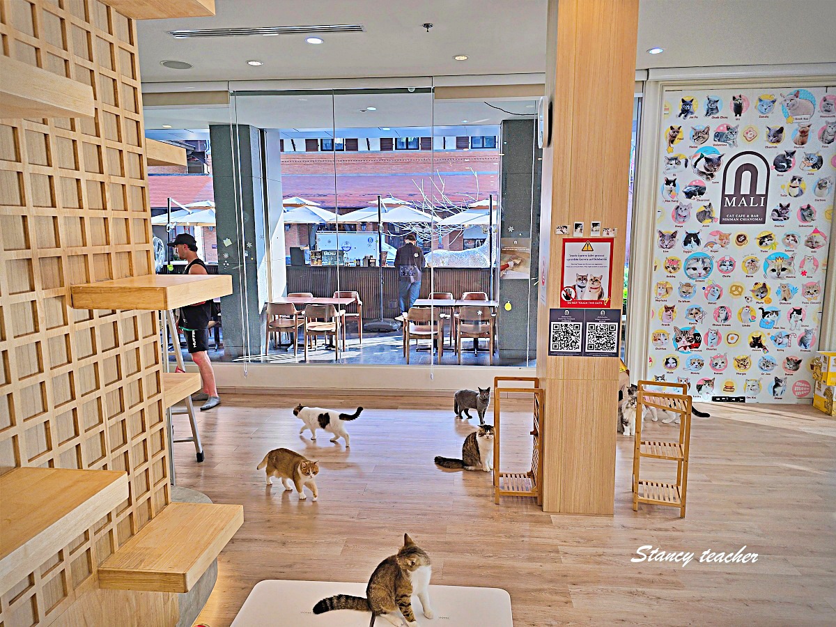 【清邁尼曼咖啡廳推薦】Mali Cat Café & Bar｜超過 80 隻親人貓陪你喝飲料！貓奴必訪的療癒系貓咪咖啡館