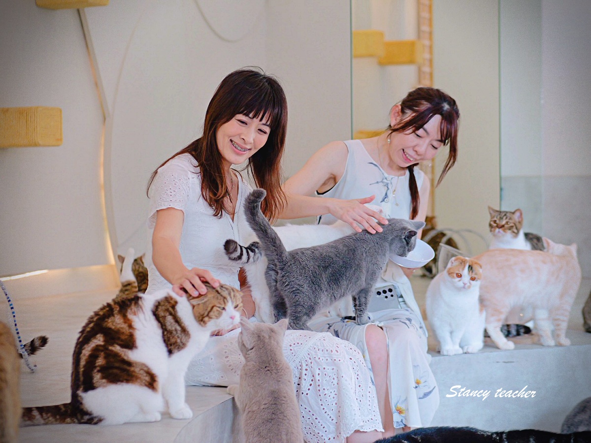 【清邁尼曼咖啡廳推薦】Mali Cat Café & Bar｜超過 80 隻親人貓陪你喝飲料！貓奴必訪的療癒系貓咪咖啡館